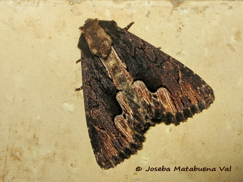 Noctuidae della fine settimana scorsa